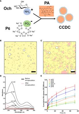 Proanthocyanidins-loaded complex coacervates-based drug delivery attenuates oral squamous cell carcinoma cells metastatic potential through down-regulating the Akt signaling pathway